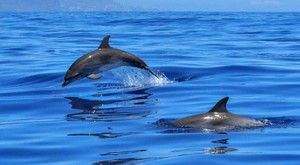Playa con delfines en Mochima